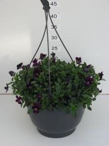 Pure Violet